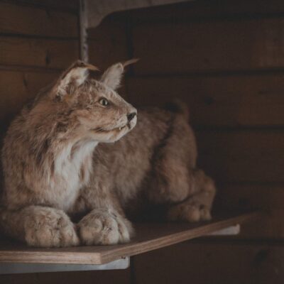 akhaia-outfitters-00090