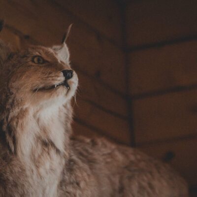 akhaia-outfitters-00091