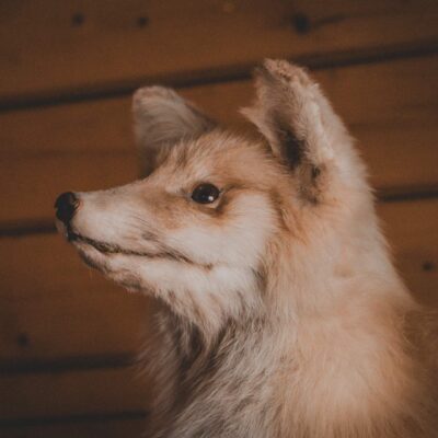 akhaia-outfitters-00092