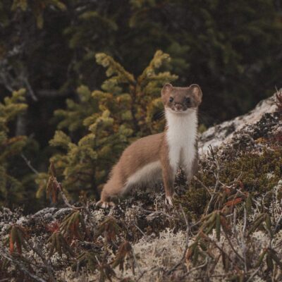 akhaia-outfitters-00157