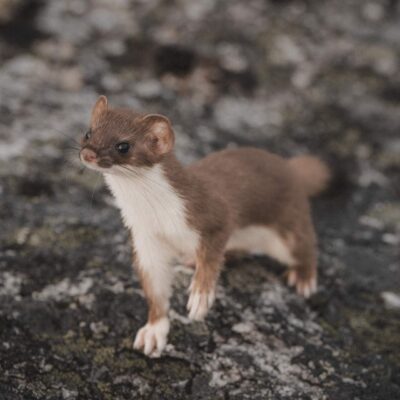 akhaia-outfitters-00160