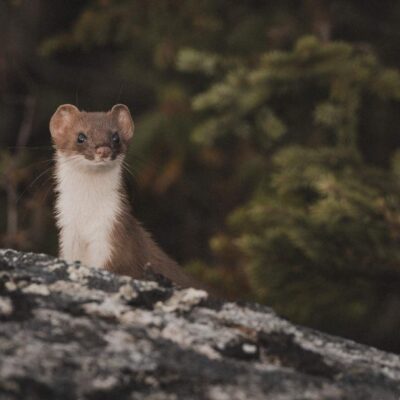 akhaia-outfitters-00162