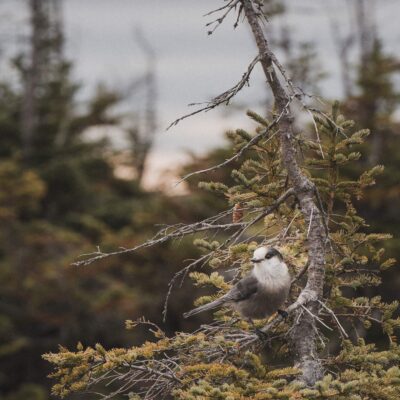 akhaia-outfitters-00200