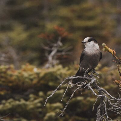 akhaia-outfitters-00201