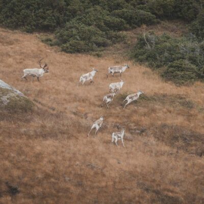 akhaia-outfitters-00206